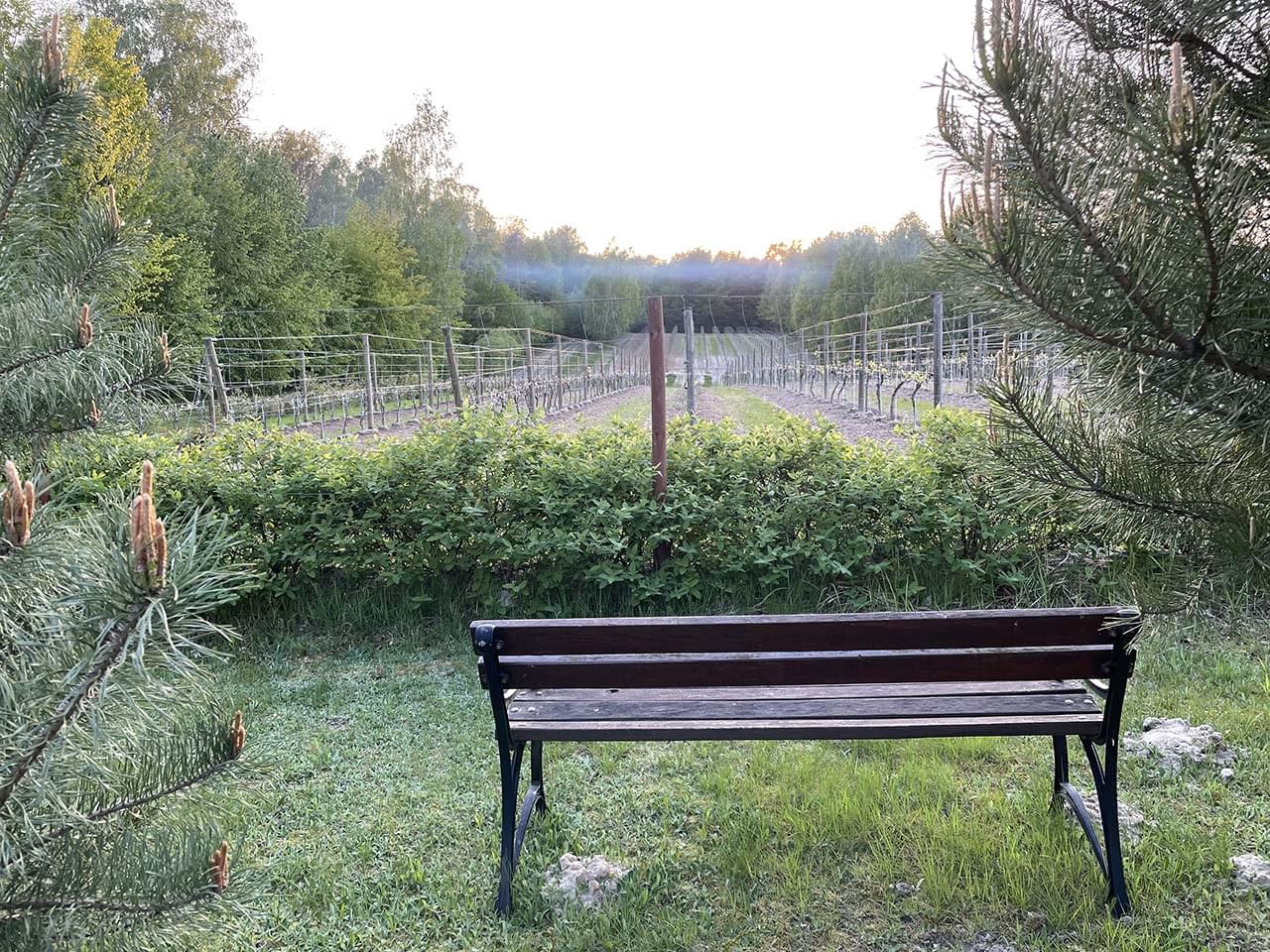 ławka przed polem z małymi krzewami winorośli