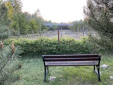 miniatura z ławką przed polem z małymi krzewami winorośli