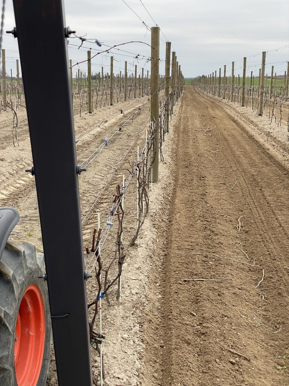 pole zasadzonych winorośli