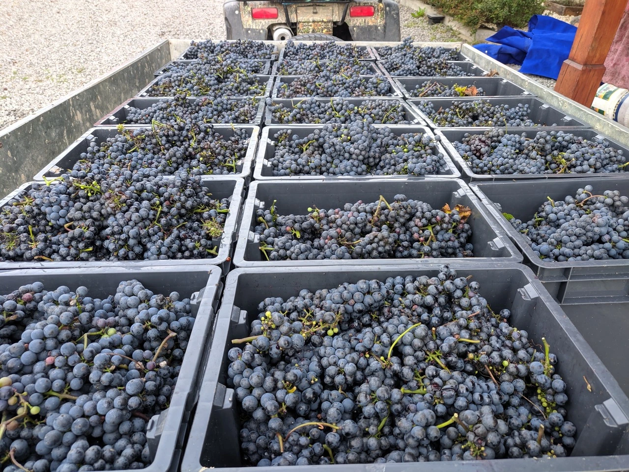 skrzynki z zebranymi winogronami