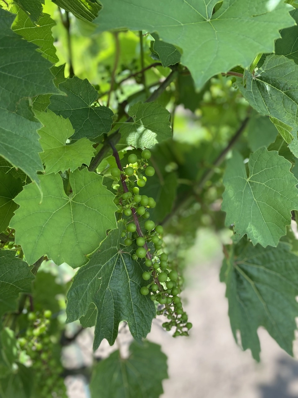 niedojrzałe, zielone winogrona