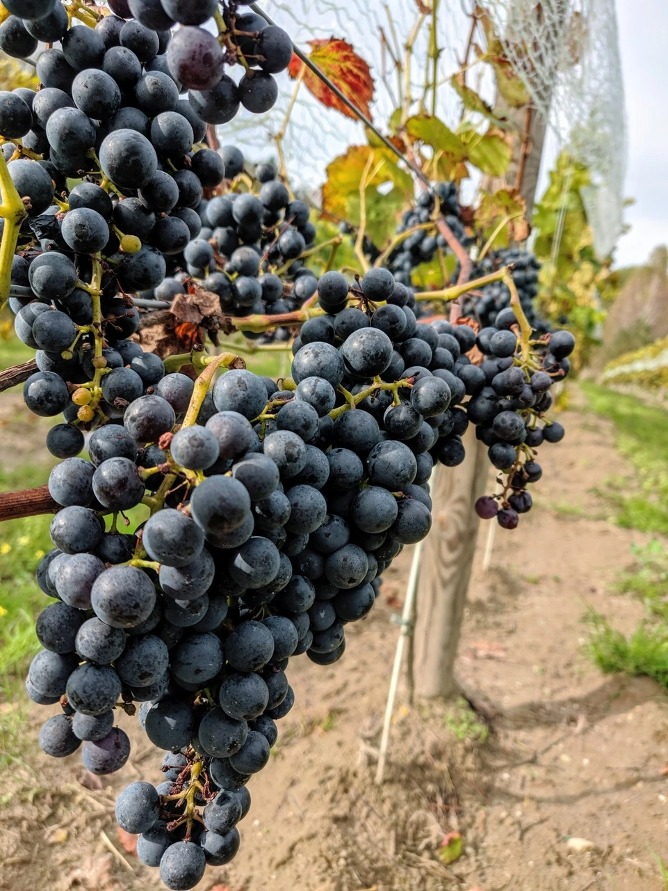fioletowe winogrona