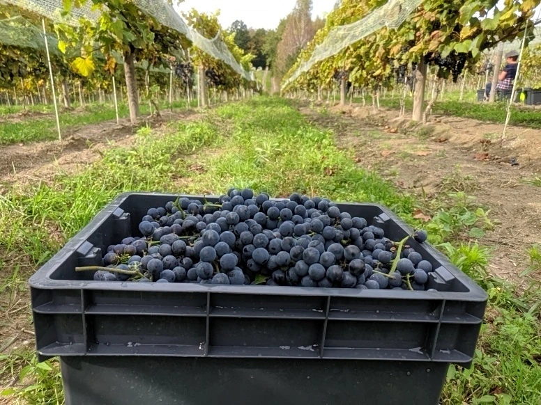 skrzynia fioletowych winogron na polu winorośli